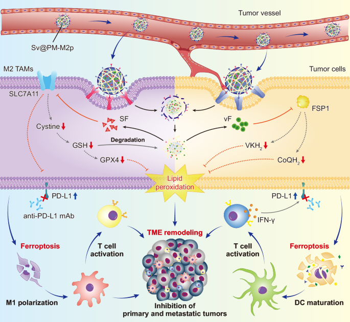 Co-delivery of sorafenib and an FSP1 inhibitor triggers dual ferroptosis in tumor cells and immunosuppressive macrophages for enhanced immunotherapy in mouse models of hepatocellular carcinoma | Nature Communications Co-delivery of sorafenib and an FSP1 inhibitor triggers dual ferroptosis in tumor cells and immunosuppressive macrophages for enhanced immunotherapy in mouse models of hepatocellular carcinoma | Nature Communications