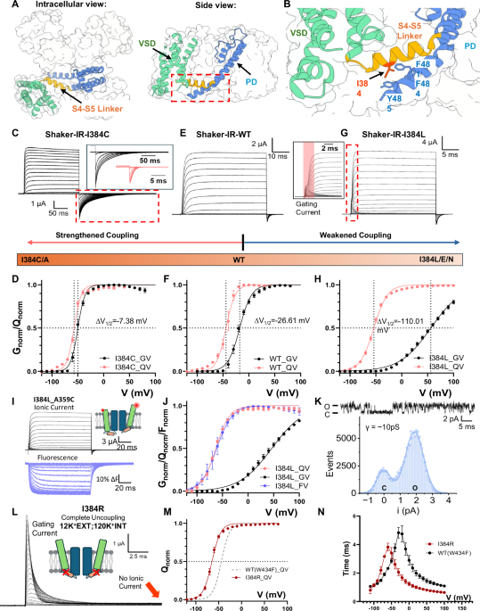 Closed state structure of the pore revealed by uncoupled Shaker K+ ...