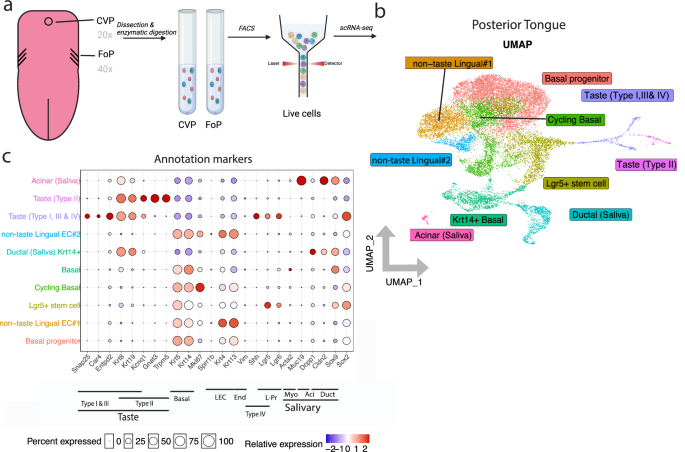 Tripotent Lgr5 stem cells in the posterior tongue generate lingual