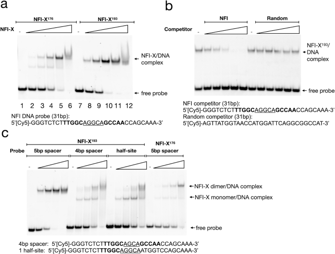 Structural basis of Nuclear Factor 1-X DNA recognition provides ...