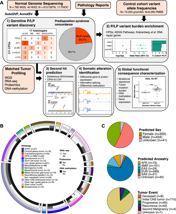 Germline pathogenic variation impacts somatic alterations and patient ...