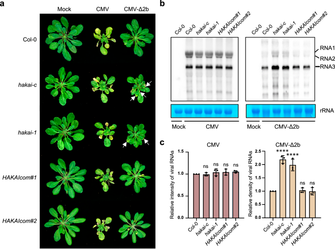 A mutually antagonistic mechanism mediated by RNA m6A modification in ...