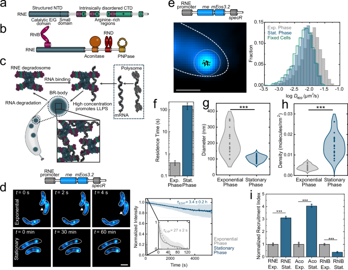 Stress changes the material state of a bacterial biomolecular ...
