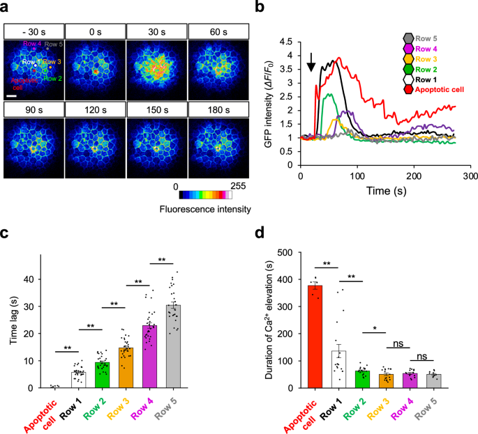 Mechanochemical mechanism underlying intercellular Ca2+ wave ...