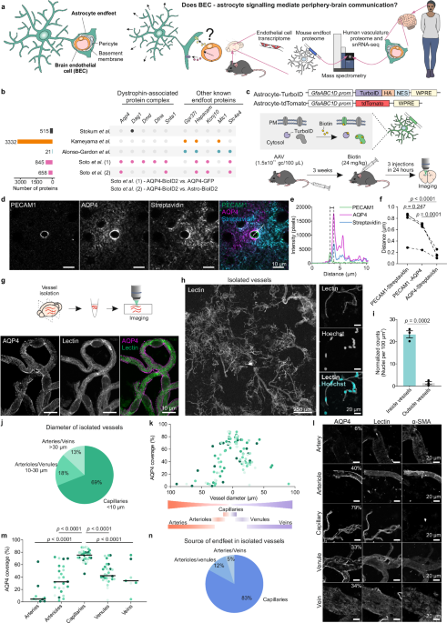 Molecular profiling of brain endothelial cell to astrocyte endfoot communication in mouse and human
