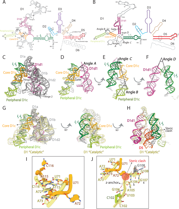 Dynamic assembly of a large multidomain ribozyme visualized by cryo ...