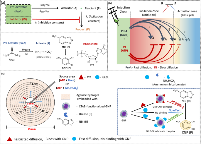 A chemoenzymatic reaction-diffusion system with local inhibition and distal activation