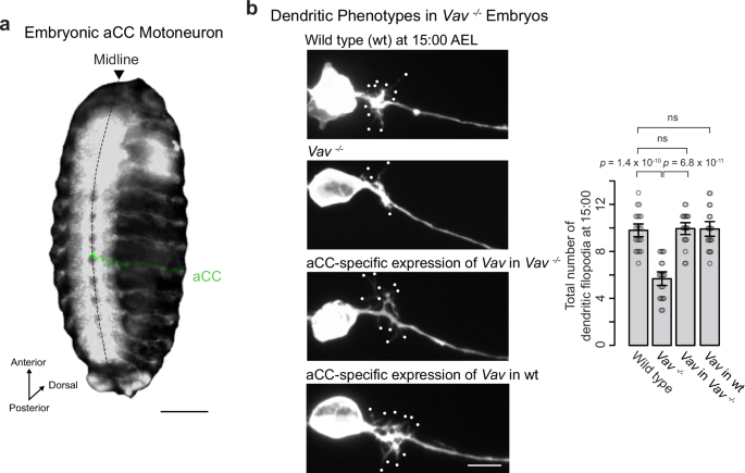 The Vap33 signaling axis precisely coordinates the timing of motoneuron  dendritogenesis in neural map development | Nature Communications
