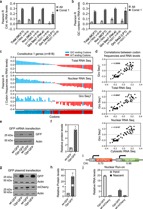 Codon Usage In Humam Nuclear effects play an important role in determining codon usage ...