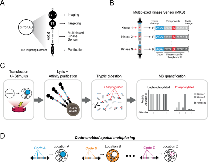 Proteomic sensors for quantitative multiplexed and spatial monitoring ...