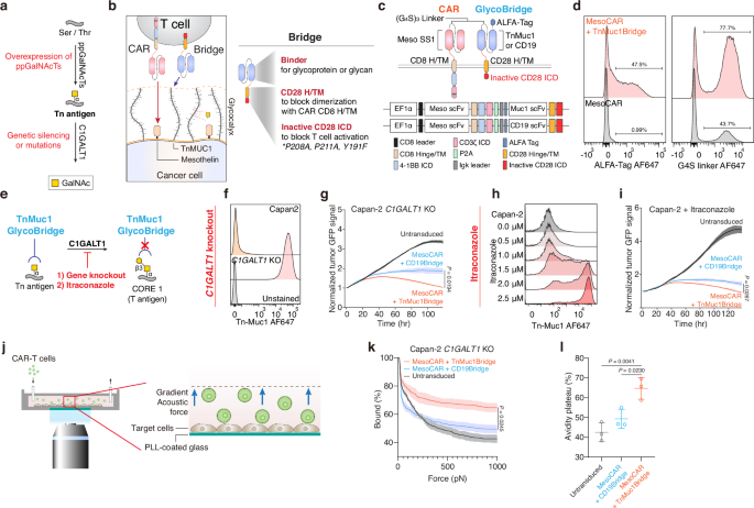 Tuning CAR-T cells by targeting cancer-associated glycan in pancreatic cancer
