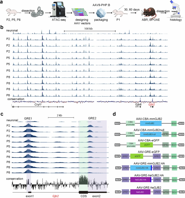 Cell-specific delivery of GJB2 restores auditory function in mouse ...