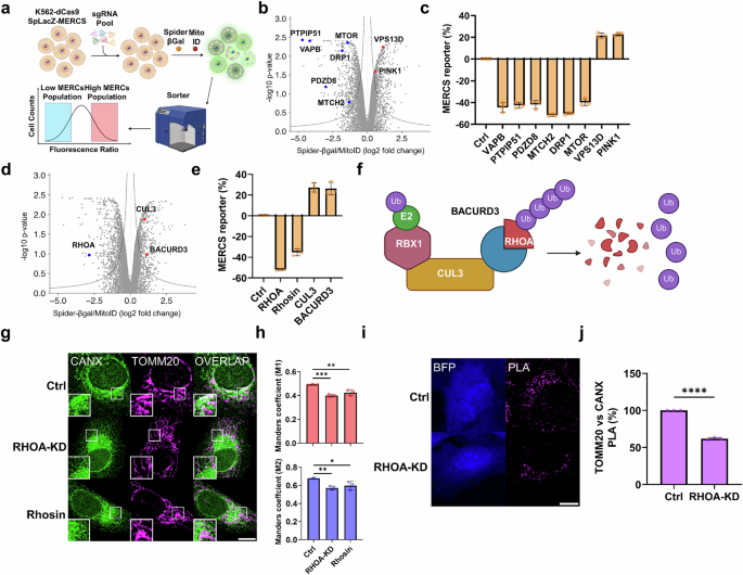 RHOA regulates mitochondria-ER contact sites through modulation of the VAPB/PTPIP51 tether