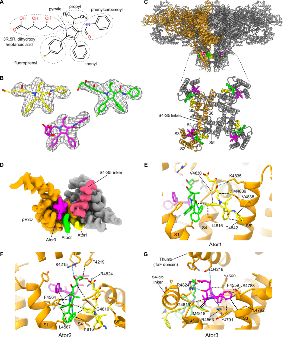 glutathione mechanism Stimulation of de novo glutathione synthesis by nitrofurantoin for enhanced  resilience of hepatocytes | Cell Biology and Toxicology