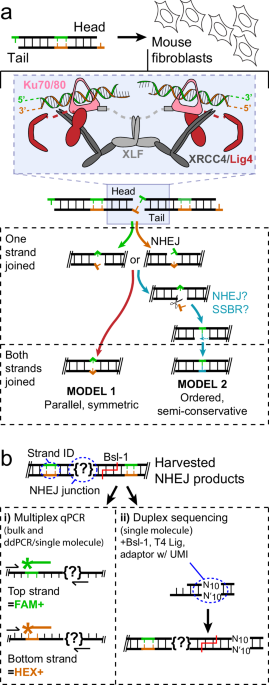 does taking glutathione break a fast Nonhomologous end-joining uses distinct mechanisms to repair each strand of a double strand break does taking glutathione break a fast Nonhomologous end-joining uses distinct mechanisms to repair each strand of a double strand break