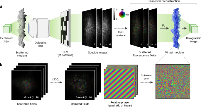 cpt code for intramuscular vitamin b12 injection Three-dimensional holographic imaging of incoherent objects through  scattering media