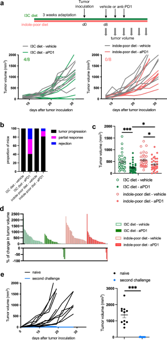 Broccoli-Based Chemo Boost? New Study Shows Diet-Derived Molecules Are Key to Cancer Immunotherapy Success