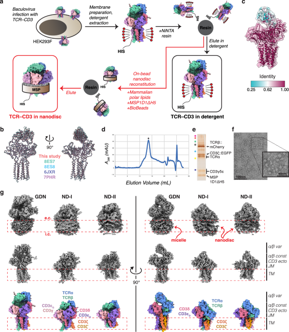 The resting and ligand-bound states of the membrane-embedded human T ...