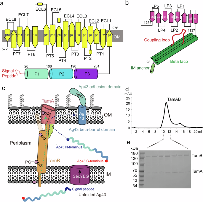Structural basis of outer membrane biogenesis by the TamAB translocase - Nature Communications