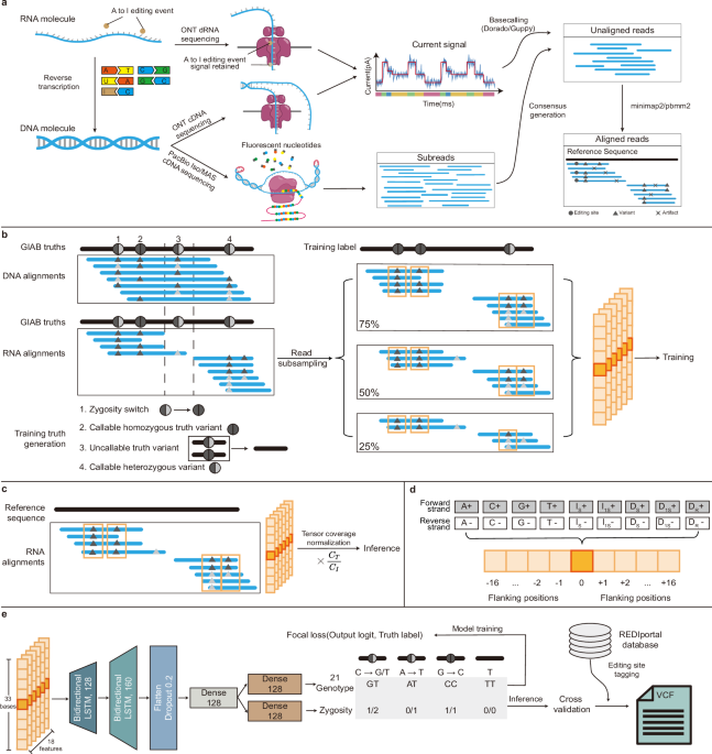 Diagram of the Clair3-RNA variant calling pipeline