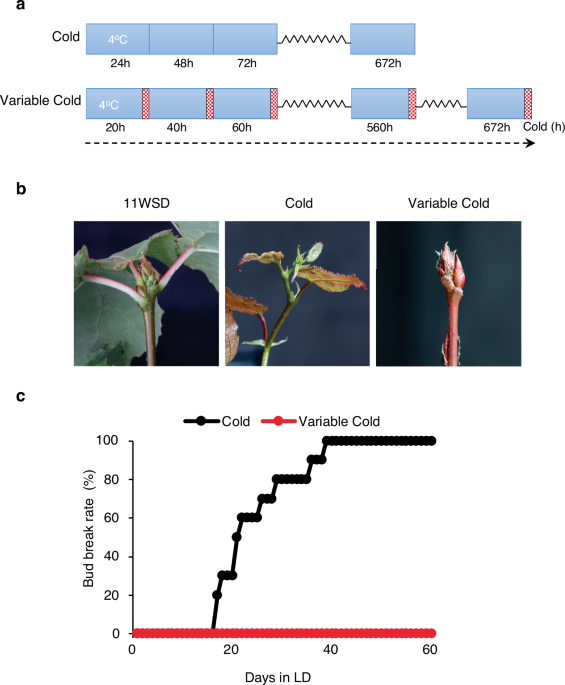 Variable temperature processing by plasmodesmata regulates robust bud ...
