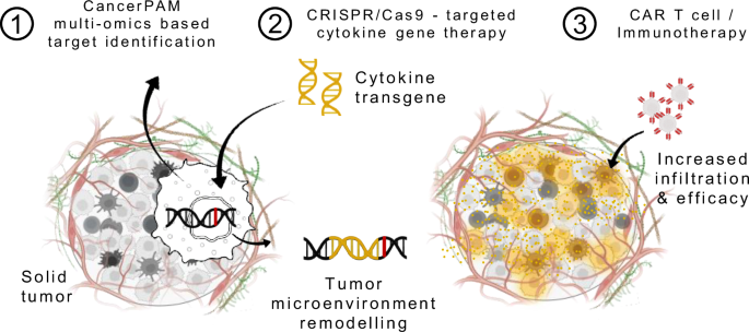 Personalized CRISPR knock-in cytokine gene therapy to remodel the tumor microenvironment and enhance CAR T cell therapy in solid tumors