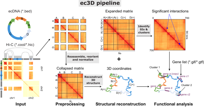 Reconstructing the three-dimensional architecture of extrachromosomal DNA with ec3D