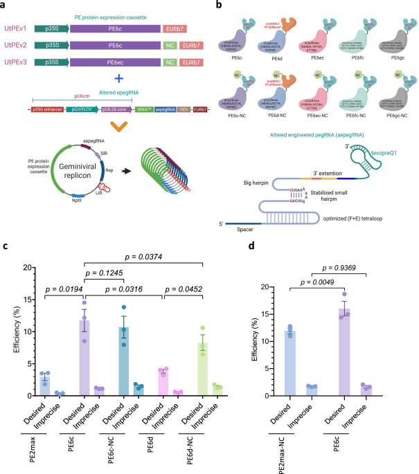 Prime Edit Optimization Development of an ultra-efficient prime editing system in tomato ...