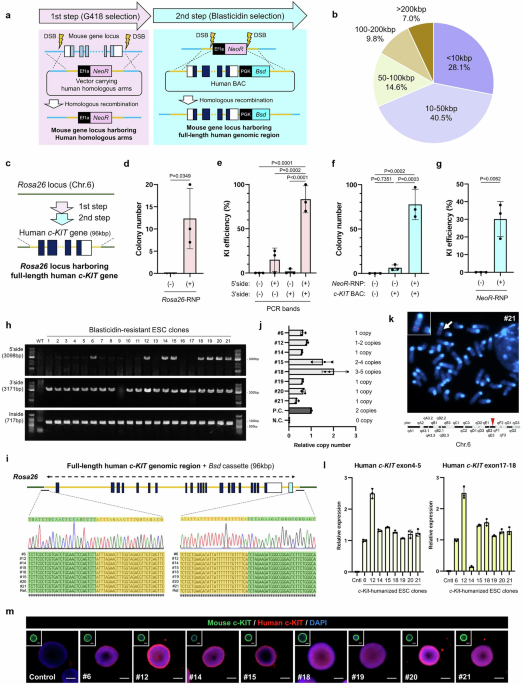 A scalable two-step genome editing strategy for generating full-length gene-humanized mice at diverse genomic loci - Nature Communications