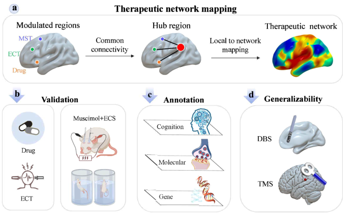 Distinct antidepressant therapies act on a common brain network