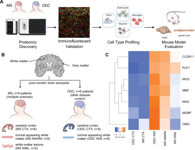 https://media.springernature.com/m685/springer-static/image/art%3A10.1038%2Fs41467-025-68118-0/MediaObjects/41467_2025_68118_Fig1_HTML.png
