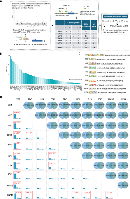 what is the dosage of ghk cu Synergetic regulation of osteoimmune microenvironment and osteogenesis by  decellularized amnion membrane for guided bone regeneration