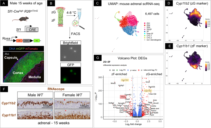 The transcription factor HHEX maintains glucocorticoid levels and protects adrenals from androgen-induced lipid depletion