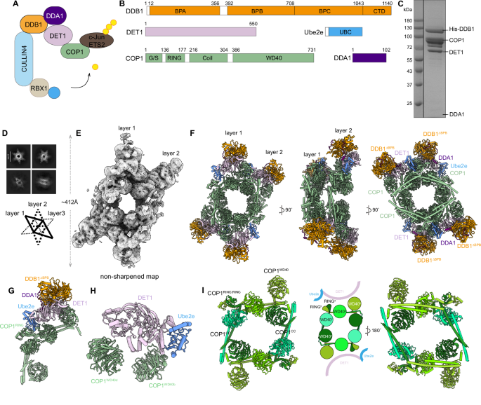 Cryo-EM structure of the human COP1-DET1 ubiquitin ligase complex | Nature  Communications