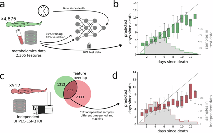 The human metabolome and machine learning improves predictions of the post-mortem interval