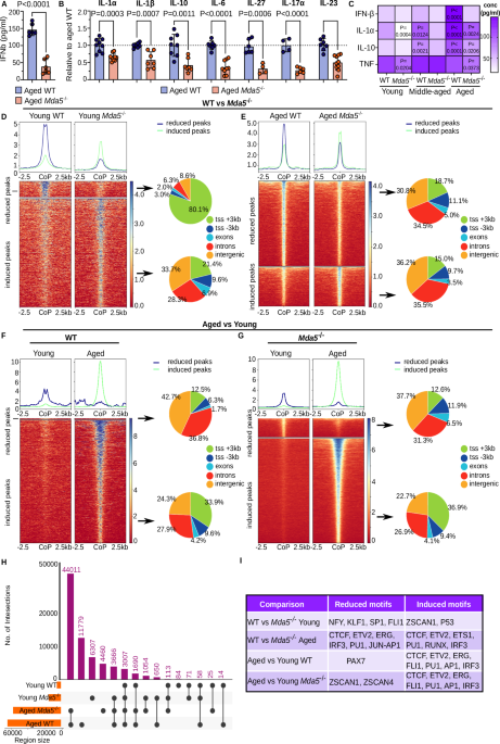Lack of MDA5 delays hematopoietic aging by modulating inflammaging and  proteostasis in mice | Nature Communications