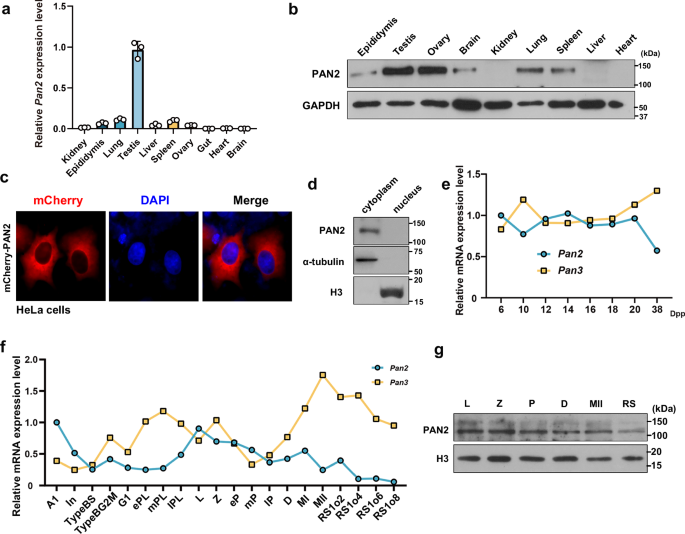 PAN2 maintains mRNA poly(A) tail homeostasis and regulates 