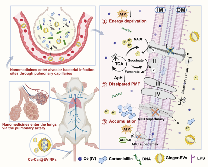 liposomal glutathione refrigeration Nebulized Glutatione for respiratory health — Dr. Kate McLaird ND main image 1