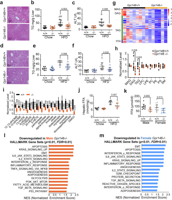 GPR146 in adipose tissue drives adipose-liver crosstalk and promotes hepatic  steatosis in mice