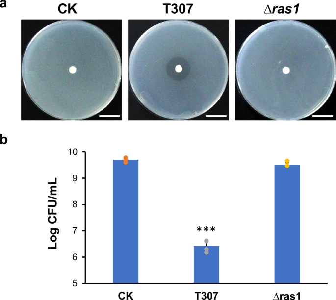 RejuAgro A as an antimicrobial for fire blight control of pome fruits and beyond | Nature Communications RejuAgro A as an antimicrobial for fire blight control of pome fruits and beyond | Nature Communications