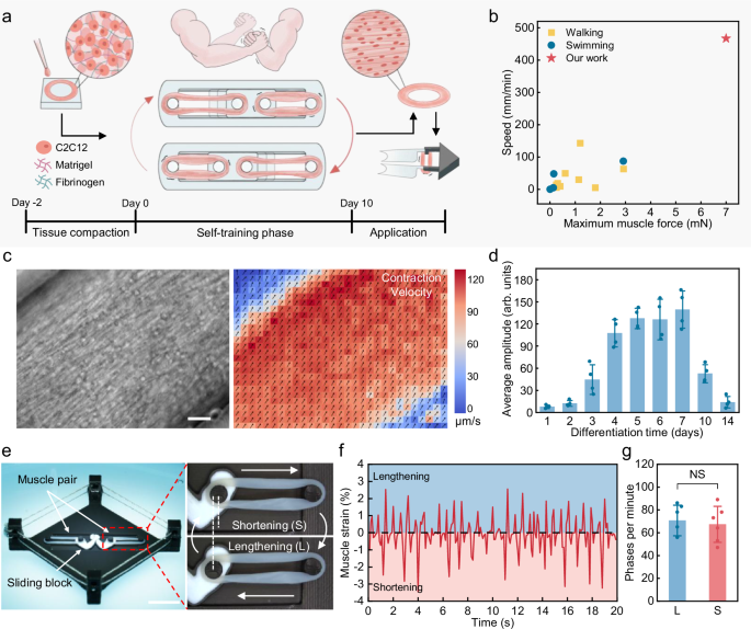 Fast-swimming biohybrid OstraBot with self-trained high-strength muscles