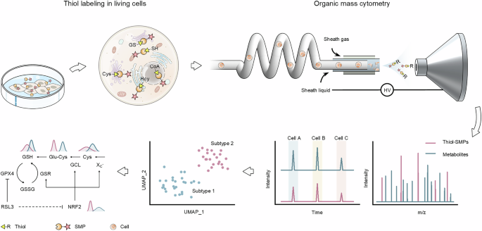 black box instruction manual glutathione detox Single-cell thiol profiling enabled by live-cell labeling reveals metabolic heterogeneity in ferroptosis Hugh Jackman's 13-year fitness customer-favorite Size:30 Tablets Bottle