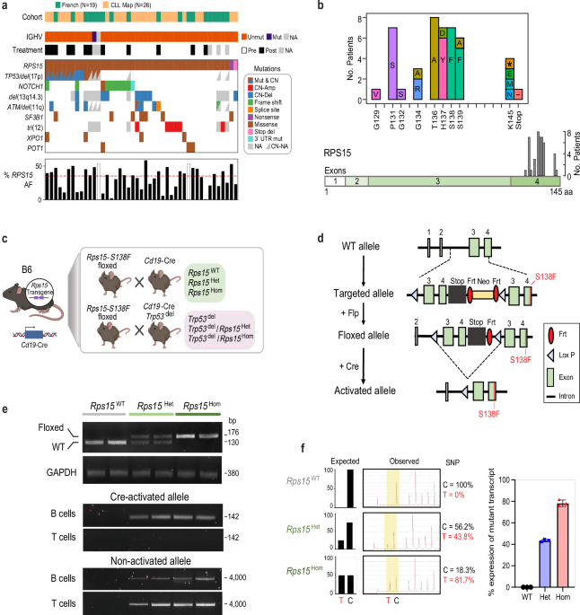 effective b ang kb glutathione Mutant ribosomal protein RPS15 drives cell malignancy through oxidative stress and genomic instability Size:15 pharmaceutical-grade bpc-157 arginine salt skin_type|normal