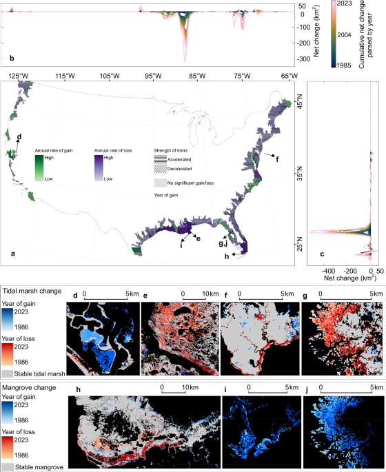 The accelerating loss and shifting dynamics of US tidal wetlands The accelerating loss and shifting dynamics of US tidal wetlands