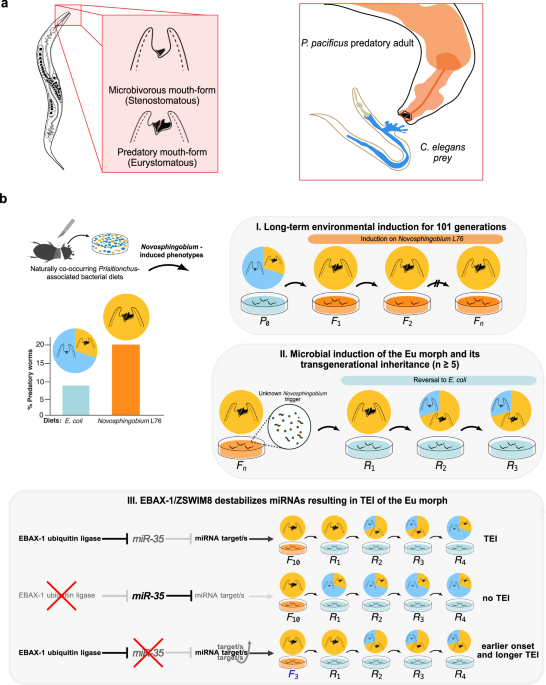 genetics of lipid-storage management in c elegans embryos Vitamin B12 induces memory of predation through vitellogenin provisioning