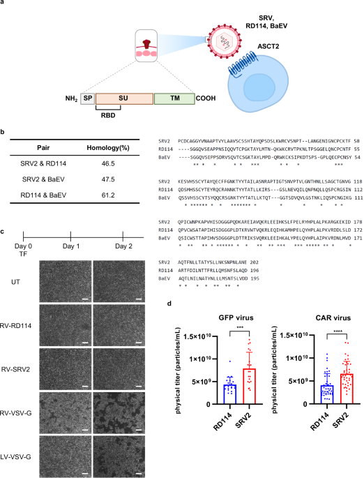Novel Simian Retrovirus 2 Pseudotyped Retrovirus Discovered for Enhanced CAR Immune Cell Production