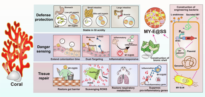 Bioinspired microcapsule reactor with engineered probiotics for IBD therapy.