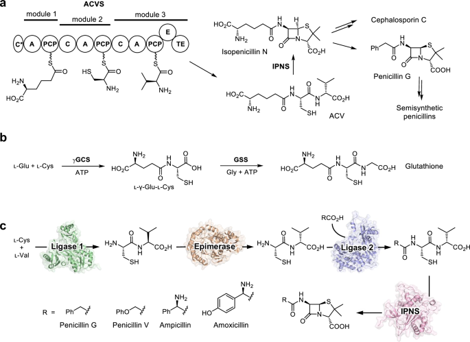 glutathione is a tripeptide synthesized outside of the ribosome Solved Amino acids can be precursors for other non-protein Glutathione - Wikipedia
