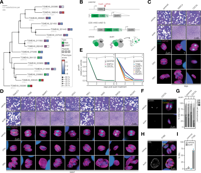 Two distinct SWI/SNF complexes direct chromatin-linked transcriptional programs in Toxoplasma