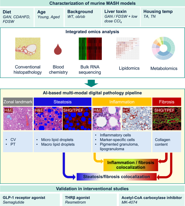 AI digital pathology as a key tool providing in-depth understanding of the progression and regression of MASH and fibrosis in male mouse models